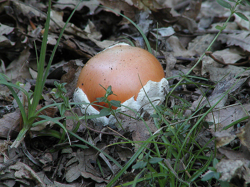 foto d''archivio (Amanita caesarea)